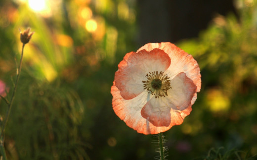 608278 (a): :2560x1600